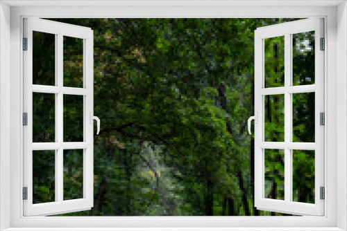 Fototapeta Naklejka Na Ścianę Okno 3D - A natural landscape with a dirt path surrounded by trees in a forest