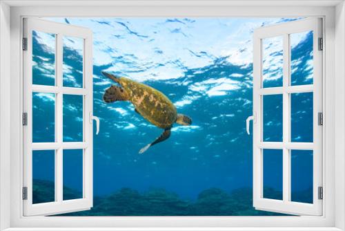 Fototapeta Naklejka Na Ścianę Okno 3D - サンゴ礁を泳ぐ大きく美しいアオウミガメ（ウミガメ科）の群れ。

スキンダイビングポイントの底土海水浴場。
航路の終点、太平洋の大きな孤島、八丈島。
東京都伊豆諸島。
2020年2月22日水中撮影。


A school of Big beautiful green sea turtles (Chelonia mydas, family comprising sea turtles) swimmin
