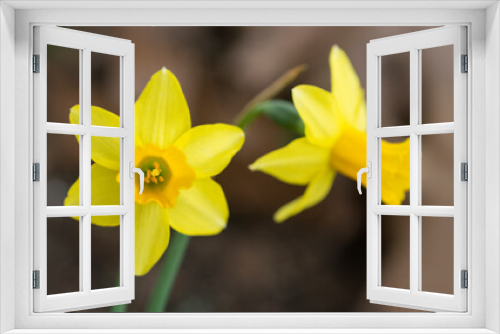 Fototapeta Naklejka Na Ścianę Okno 3D - Two flowers of narcissus 