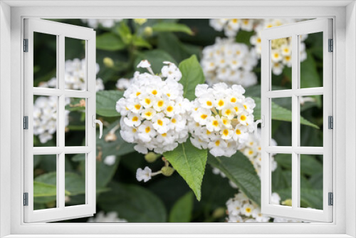 Fototapeta Naklejka Na Ścianę Okno 3D - Beautiful white Lantana flowers.