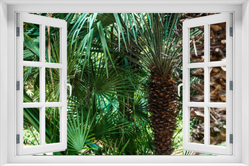 Fototapeta Naklejka Na Ścianę Okno 3D - Leaves and trunk of palm tree