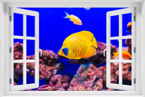Fototapeta Naklejka Na Ścianę Okno 3D - Tropical marine fish on a coral reef.