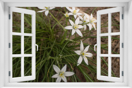 Fototapeta Naklejka Na Ścianę Okno 3D - wild white flowers in the forest