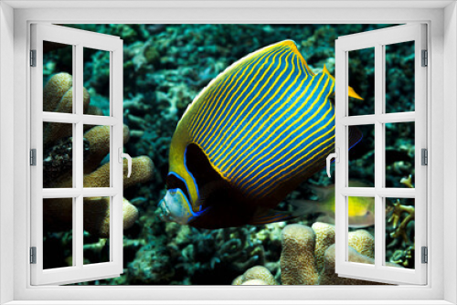 Fototapeta Naklejka Na Ścianę Okno 3D - A picture of an emperor fish