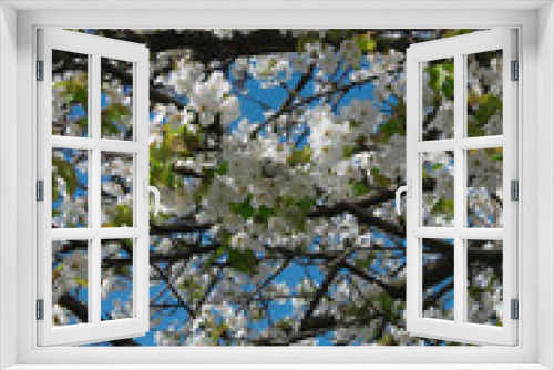 Fototapeta Naklejka Na Ścianę Okno 3D - blossom tree