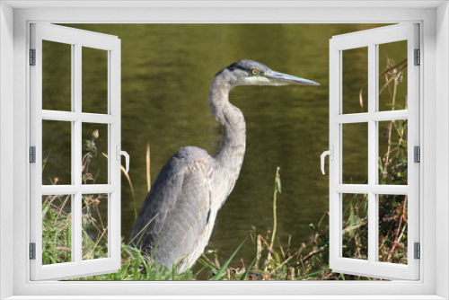 Fototapeta Naklejka Na Ścianę Okno 3D - great blue heron