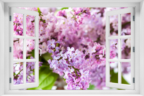Fototapeta Naklejka Na Ścianę Okno 3D - Syringa vulgaris or lilac purple fragrant garden flowers.