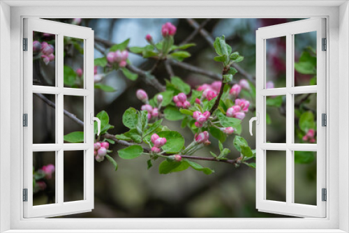 Fototapeta Naklejka Na Ścianę Okno 3D - apple blossoms in spring