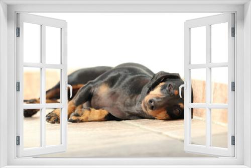 Fototapeta Naklejka Na Ścianę Okno 3D - Un perro descansa al sol en una terraza