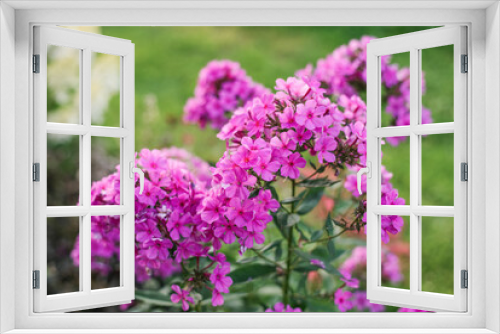 Fototapeta Naklejka Na Ścianę Okno 3D - Pink purple phlox flower in the garden