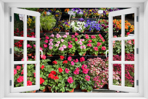 Fototapeta Naklejka Na Ścianę Okno 3D - Stragan na bazarze z sezonowymi ogrodowymi kwiatami i roślinami. Bratki, pelargonie, kolorowe kwiaty, wiosenna sprzedaż.