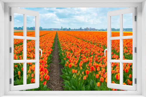 Fototapeta Naklejka Na Ścianę Okno 3D - Rows of tulip flower plantings. A field of tulips in close-up. Orange dwarf tulips growing in rows in an agricultural field. Tulip hybrids are grown in rows for commercial purposes.