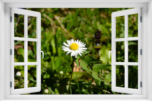 Fototapeta Naklejka Na Ścianę Okno 3D - Bunte Wiesenblume im Frühling auf der Wiese 