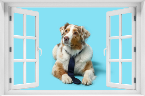 Fototapeta Naklejka Na Ścianę Okno 3D - Adorable Australian Shepherd dog with tie lying on blue background