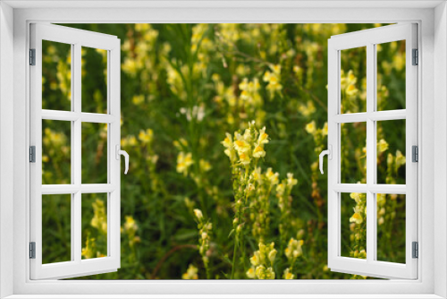 Fototapeta Naklejka Na Ścianę Okno 3D - Beautiful wild flowers in green grass