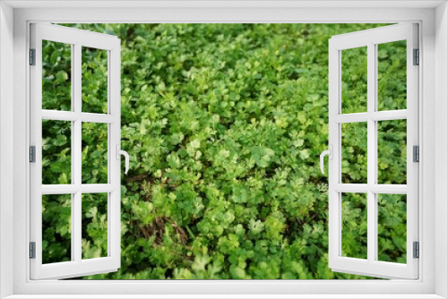 Fototapeta Naklejka Na Ścianę Okno 3D - close up of green corianders, Coriander Field Stock images, Close up fresh growing coriander cilantro leaves in vegetable plot	
