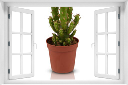 Fototapeta Naklejka Na Ścianę Okno 3D - cactus in a pot cut out isolated transparent background