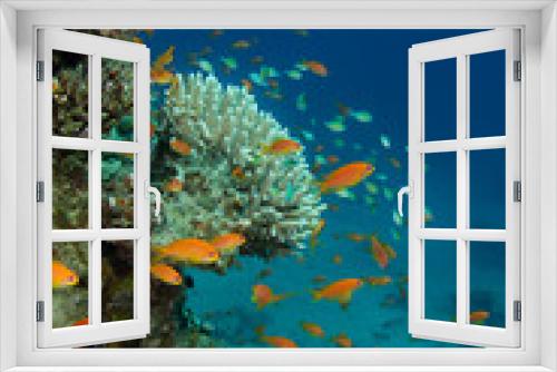Fototapeta Naklejka Na Ścianę Okno 3D - Vertical underwater landscape with coral reef and red fish
