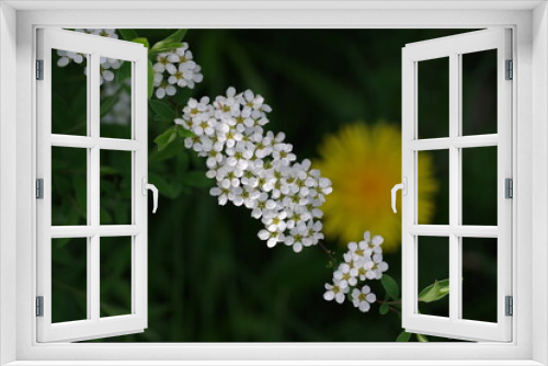Fototapeta Naklejka Na Ścianę Okno 3D - Wiosna spacer w parku kwiaty i krzewy kwitnące wiosna
