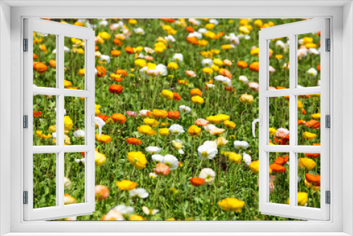 Fototapeta Naklejka Na Ścianę Okno 3D - Flower meadow with colorful poppy flowers
