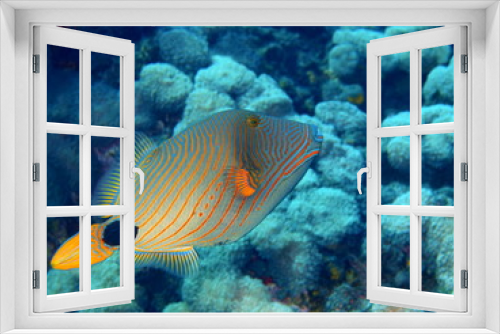Fototapeta Naklejka Na Ścianę Okno 3D - Coral fish, Island Bali, Tulamben