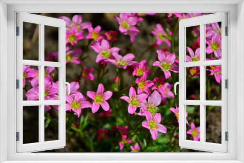 Fototapeta Naklejka Na Ścianę Okno 3D - rózowa skalnica Arendsa, Saxifraga × arendsii, Arends' pink saxifrage, Saxifraga cespitosa Arends blooms in the garden