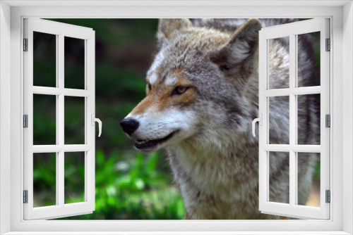 Fototapeta Naklejka Na Ścianę Okno 3D - Coyote