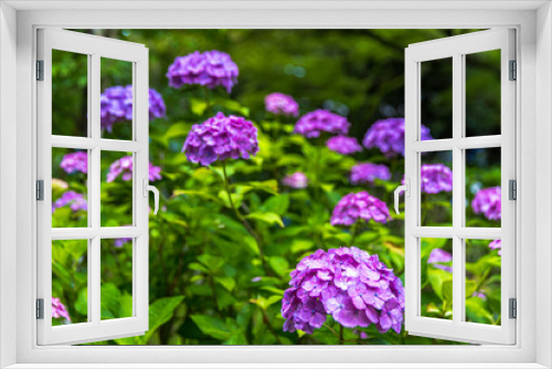 Fototapeta Naklejka Na Ścianę Okno 3D - 千葉県　本土寺の紫陽花　
