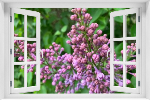 Fototapeta Naklejka Na Ścianę Okno 3D - Budding purple lilac flowers up close