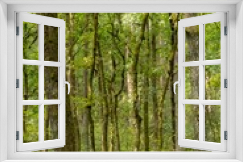 Fototapeta Naklejka Na Ścianę Okno 3D - Vertical shot of tree trunks and green grass in a quiet summer forest