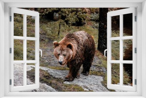 Fototapeta Naklejka Na Ścianę Okno 3D - Brown bear in the forest in Norway