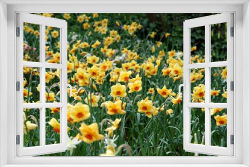 Fototapeta Naklejka Na Ścianę Okno 3D - Yellow and orange Narcissus daffodil, ‘Pipe Major’ in flower.