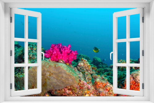 Fototapeta Naklejka Na Ścianę Okno 3D - Underwater coral reef with fish. Coral underwater