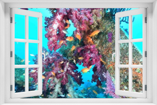 Fototapeta Naklejka Na Ścianę Okno 3D - 伊豆の海　サンゴ