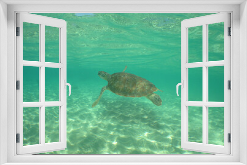 Fototapeta Naklejka Na Ścianę Okno 3D - a sea turtle swimming in the reef