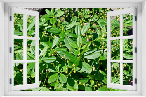 Fototapeta Naklejka Na Ścianę Okno 3D - Fameflower or Jewels-of-Opar plant (Talinum paniculatum)