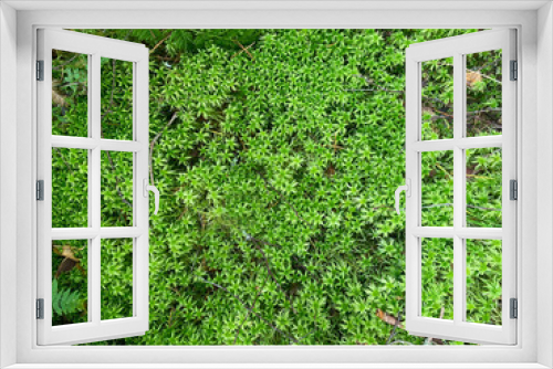 Fototapeta Naklejka Na Ścianę Okno 3D - Green moss texture. Green background. Green texture. Green wall. Wall decoration. Moss decor