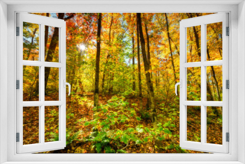 Fototapeta Naklejka Na Ścianę Okno 3D - Sun Light in an Autumn Forest