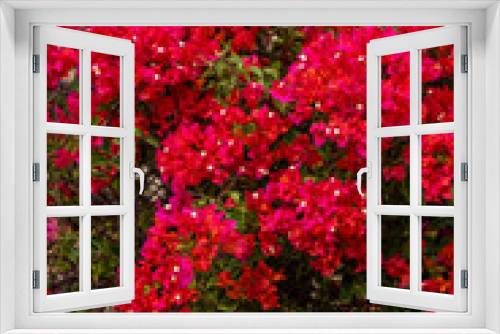 Fototapeta Naklejka Na Ścianę Okno 3D - Bright red and pink bougainvillea flowers on tree, beautiful red and pink tropical flowers in garden.