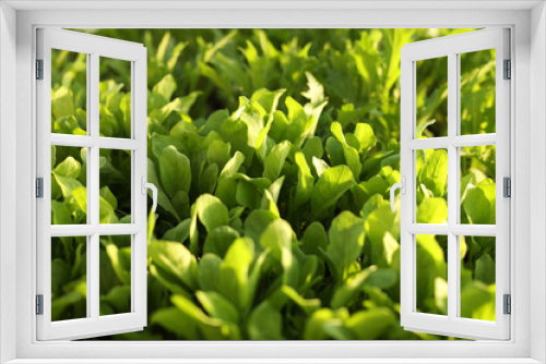 Fototapeta Naklejka Na Ścianę Okno 3D - Lettuce is green, the garden is sown with vitamins. Vegetarian food, lots of salad. Plants in a greenhouse, natural environment. Nutrients