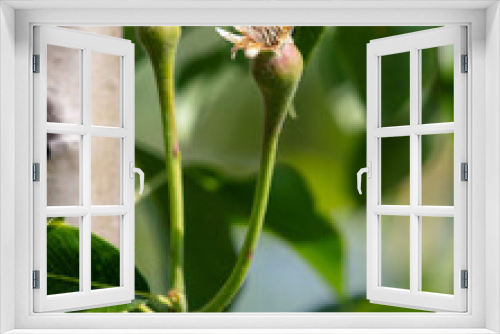 Fototapeta Naklejka Na Ścianę Okno 3D - Small pear fruits on a tree in spring. Close-up