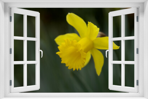 Fototapeta Naklejka Na Ścianę Okno 3D - 黄色のラッパ水仙