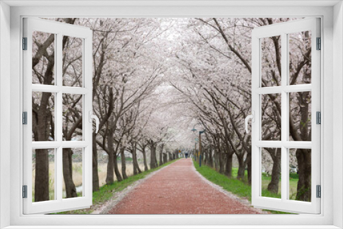 Fototapeta Naklejka Na Ścianę Okno 3D - a spring scene with cherry blossoms in bloom
