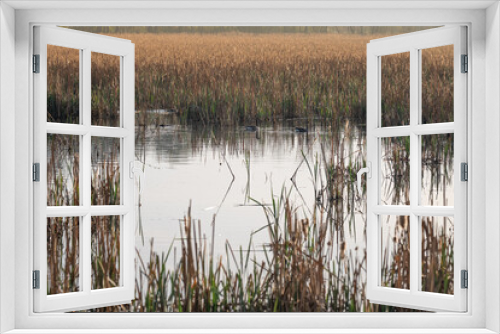 Fototapeta Naklejka Na Ścianę Okno 3D - Wild geese on the surface of a pond with dry reeds.