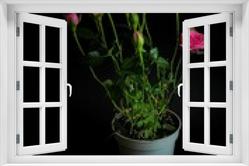 Fototapeta Naklejka Na Ścianę Okno 3D - flower in a pot