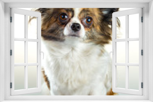 Fototapeta Naklejka Na Ścianę Okno 3D - Chihuahua on a white background