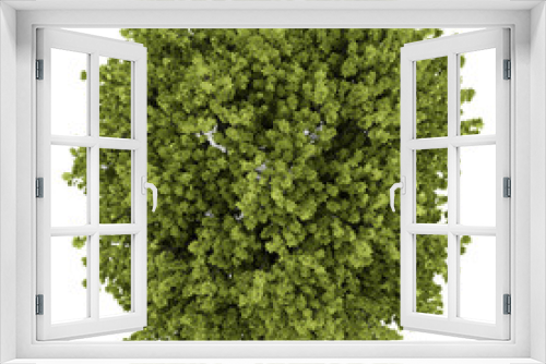 Fototapeta Naklejka Na Ścianę Okno 3D - top view of norway maple tree isolated on white background