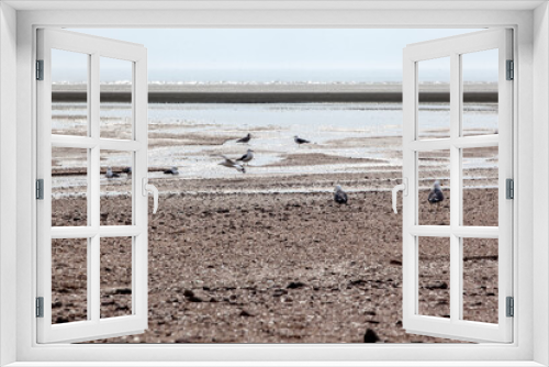Fototapeta Naklejka Na Ścianę Okno 3D - View of the seagull on the sand beach