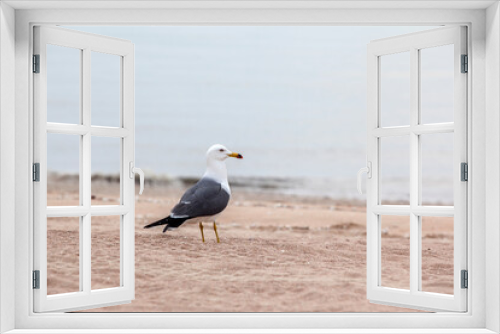 Fototapeta Naklejka Na Ścianę Okno 3D - View of the seagull on the sand beach