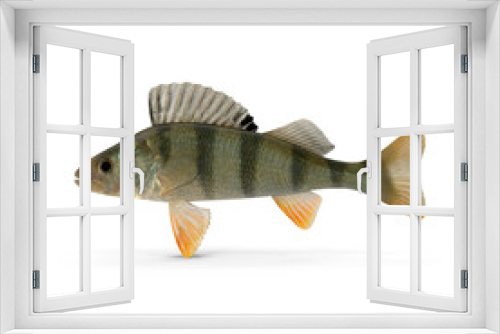 Fototapeta Naklejka Na Ścianę Okno 3D - Perch Fish